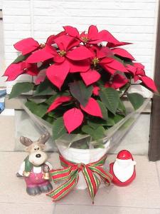 poinsechia-i.jpg