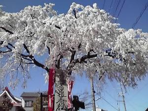 sakura2011.JPG